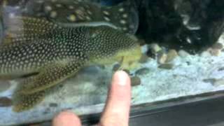 L14 Goldy Pleco