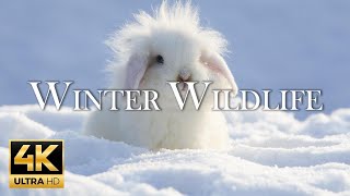 [4K] 11 Hours Of Animals In Winter Wonderland And Soothing Music for Relaxation | Heart Music