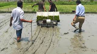 ধান গবেষণা তৈরী করলো,ব্যাটারী চালিত, ধানের চারা রোপন যন্ত্র,, পরীক্ষা  মূলক চালানো হচ্ছে।