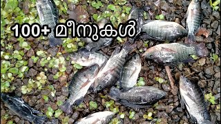 വീട്ടിലെ കുളത്തിലെ Tilopia മീനുകളെ പിടിച്ചു | Tilopia fish catching video | kerala fishing video