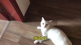 铲屎官羡慕猫咪小日子过得滋润，猫咪自豪的说：我命好！