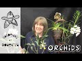 Orchid Update & Unboxing from Fellow YouTuber, @bumblebeesorchids3408