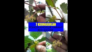 7 KEUNGGULAN ROOTSTOCK POHON ANGGUR VARIANT RED MASTER