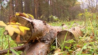 В лесах Новосибирска продолжают орудовать \