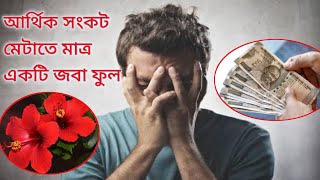 মাত্র একটি জবা ফুল দিয়ে আর্থিক অনটন দূর করা যেতে পারে🌺এমনকি গ্রহদোষও কাটে।