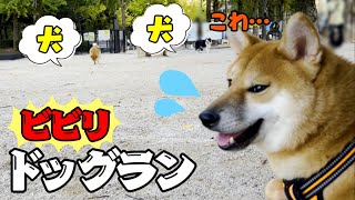 ビビリ柴犬をドッグランに連れて行ったら…まさかの犬見知りを発揮！？前編