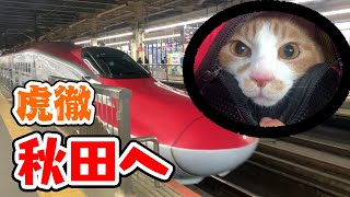 虎徹を秋田へ連れて帰ります【虎徹秋田旅#1】