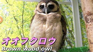 【フクロウ】オオフクロウの生態〜謎多き かわいい「大きな？」フクロウ〜（Brown wood owl）