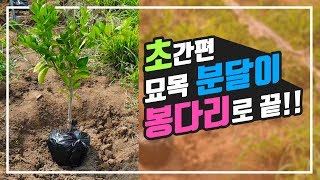 묘목 분달이 (하찌뜨기) 방법 초간단 봉다리로 끝내자 레드향 정식