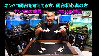 キンペコ飼育を考えてる方、飼育初心者の方に見て頂きたい内容、キンペコの成長と繁殖開始の体長等を説明します。