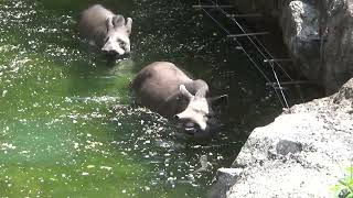 【上野動物園】アメリカバクは暑いので水の中★2022.8.20★　冷たくて気持ちいい～