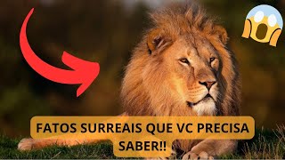 12 FATOS SURREAIS SOBRE LEÕES QUE VC PRECISA SABER!!