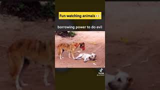 Tiger prank on dog
