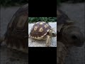 兩年多前的波波北鼻 跑得真快 烏龜 盾臂龜 蘇卡達 象龜 爬蟲 turtle sulcata 陸龜 寵物 不龜路