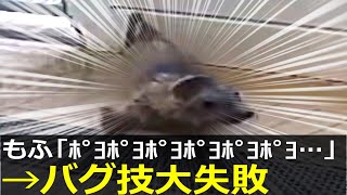 アザラシ幼稚園、白もふが奇行に走るもかわいいだけで終わってしまう