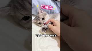 你家猫早就被你养熟了，你都不知道！ #新手养猫 #宠物知识 #猫咪 #养猫经验 #养猫日常