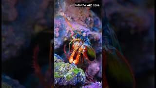 The Peacock Mantis Shrimp: Nature’s Most Powerful Puncher! 🥊🦐 #shorts