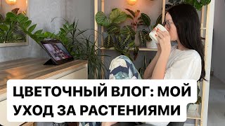 🌱 НЕПРИХОТЛИВЫЕ КОМНАТНЫЕ ЦВЕТЫ, МОЙ МИНИ-САД И ОГОРОД, КАК УХАЖИВАЮ ЗА РАСТЕНИЯМИ