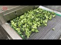 Broccoli Vegetable Quick Freezing Equipment