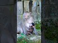 Poor Tiny Baby Monkey St/ruggle To Hug Mum Cuz Mom Is Too Big | Great Monkey Footage