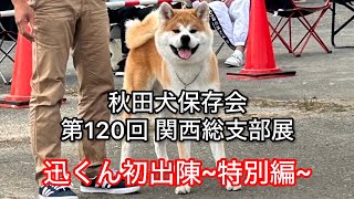 秋田犬-迅JIN- 関西総支部展にじん君初出陳~特別編~