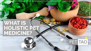 Holistic Pet Medicine Explained by a TCVM & Alternative Medicine Trained Vet