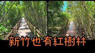 Ep 479. 新豐秘境～你不知道的紅樹林～處處都是綠色隧道～坡頭漁港 in 新竹新豐