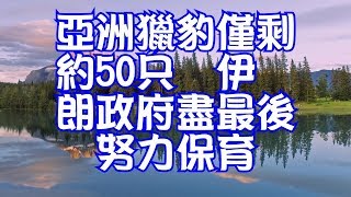 亞洲獵豹僅剩約50只　伊朗政府盡最後努力保育