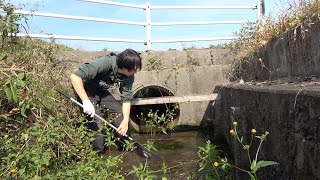 外来種だらけの池でガサガサしてみたら。。