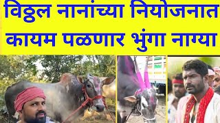 विठ्ठल नानांच्या नियोजनात कायम पळणार भुंगा नाग्या#naadekachbailgadasharyat#bailgadalovers#bull#how#