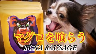 マグロソーセージを食べるチワワとイタリアングレーハウンド（イタグレ）～TUNA SAUSAGE～【DHA|EPA】