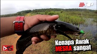 kecewa pada mula-mulanya akhirnya || Casting haruan or snakehead fishing