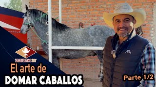 CABALLOS BAILARINES y muy dóciles