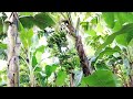 केसै होतेहैं केलाके बगान केलाखाने का फाइदा kela ke business organic banana apanmithilagaon