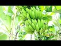 केसै होतेहैं केलाके बगान केलाखाने का फाइदा kela ke business organic banana apanmithilagaon