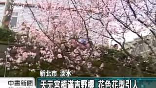 20120317-公視中晝新聞-放晴好出遊 淡水天元宮櫻景塞爆