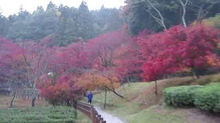 鶏足寺への道　紅葉　滋賀県