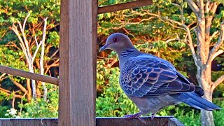 キジバトさんの落日【野鳥観察】