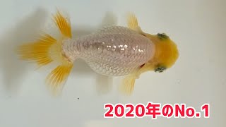 【地金魚】2020年のお気に入りの金魚達【大阪らんちゅう】