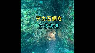 60cmの石鯛を2枚同時に突く Spearfishing #Shorts