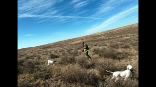 Gracie's Great, Great Day Redux | Oklahoma Quail Hunting