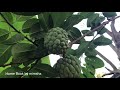 fruit garden in my home എന്റെ വീട്ടിലെ പഴത്തോട്ടം