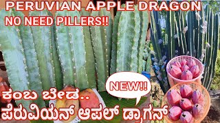 PERUVIANAPPLE DRAGONFRUIT| ಪೆರುವಿಯನ್ ಆಪಲ್ ಡ್ರಾಗನ್| DRAGONFRUIT| पेरूवियन सेब ड्रैगनफल +944806746916