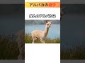 キュートな見た目で人気！アルパカの雑学🦙 雑学 動物雑学 shorts