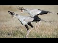 facts about the secretary bird the archer of snakes 2021