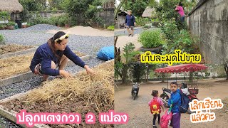 Ep.934 ปลูกแตงกวา 2 แปลง พักหน้าดินไว้ก่อน เก็บละมุดไปขาย #บ้านนอก