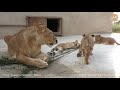 Челябинская львица Лола и Марсельвята. Львы. Тайган. lioness lola and cubs. taigan lions