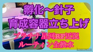 ふじやんメダカ　孵化〜針子育成容器立ち上げ　プラチナ星河RF近況　ルーティン全換水