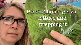 How to Pick Home Grown Lettuce