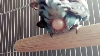 🐦🥚 Lovebird laying an egg